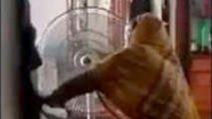 Pakistani Bhabi's secret affair revealed in video